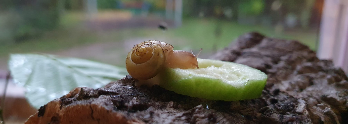 Schnecke