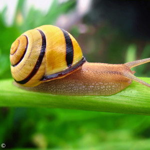 Hain-Bänderschnecke mit dunkler Gehäusemündung