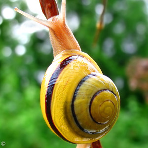 Garten-Bänderschnecke mit heller Gehäusemündung